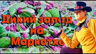 Опунция - Мексиканские кактысы в Новороссийске / Видео-проект