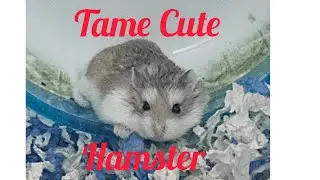 How to Tame & Feed a Cute Dwarf Hamster? #hamsters #hamstertreats