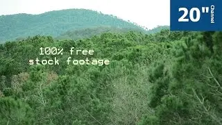 Trees dancing in the wind