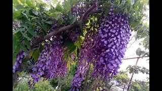 Глициния китайская, Вистерия - садовая лиана. Все сезоны | Wisteria sinensis