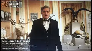 Магия таксидермических скульптур Естественноисторического музея