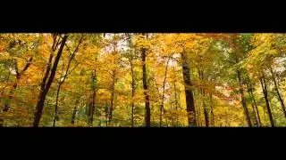Жаждет тебя душа моя - Дмитрий Шлетгауэр.mp4