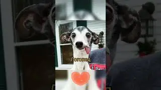 #приколы #стендап