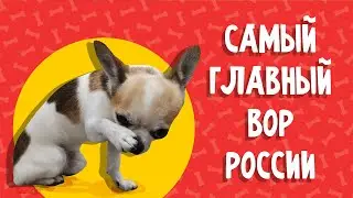 Самый главный вор России (The most important thief in Russia)