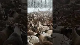 Время просчёта оленей