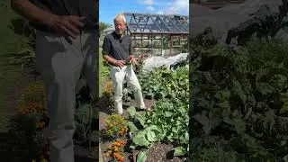 Summer comparisons dig and no dig #gardening