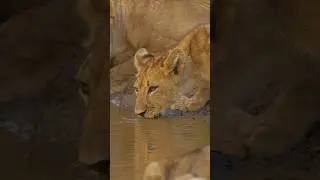 Lion cub sips water from Mwamba’s last water hole hide. #wild #bbcearth #shorts #africa #lioncub
