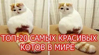 ТОП 20 САМЫХ КРАСИВЫХ КОТОВ В МИРЕ