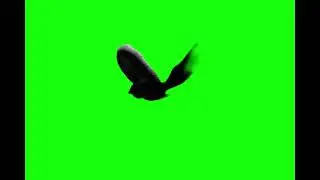 Crow Flying Green Screen Template #greenscreen #animals #greenscreenanimal