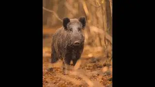 Слайд-шоу з кабанами