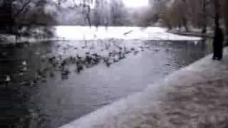 Rate si Pescarusi pe Lacul IOR