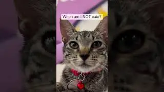 When am I not cute? 😼