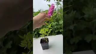 Спирея Билларда