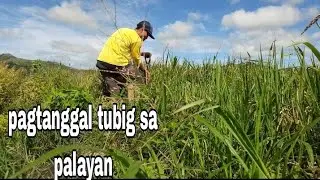 tanggal tubig sa palayan