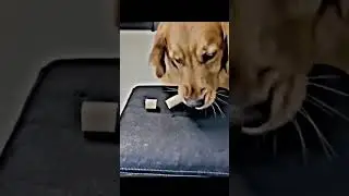 RESPECT ANIMALES 😻🥺 #viral