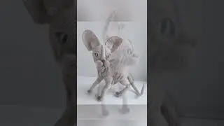 Сфинкс. Кот вязаный крючком.