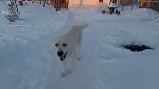 Видео для подписчиков.Январь 2024г
