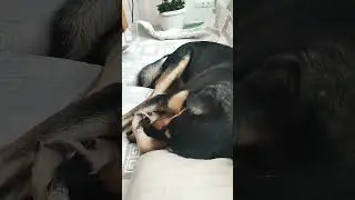 Конда снится триллер 