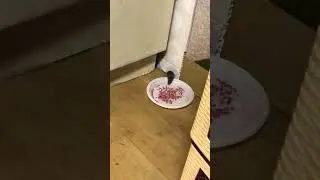 ВДВОЕМ С ТОБОЙ 😆.Невиданная наглость МЫШЬ 🐁 СОВЕТ to-catch mice 