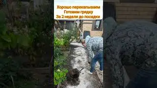сажаем чеснок под зиму