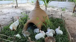 Rescue Rabbit Build Country House