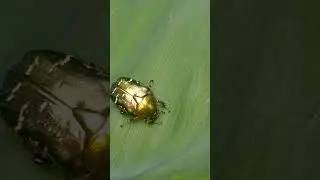 Жук зелень на зеленом