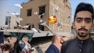 Sub Kabootar Urra Dia🥰 || Chuha Chandan Or Pakra Hua Zakh Kabootar Ka Shok🤩. #itspigeonlover