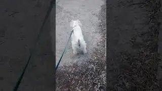 #stig#walking#adog