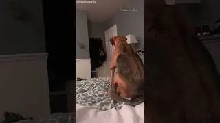 Did the DOG see a GHOST? 😱 #scary #ghost