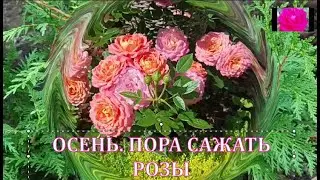 САЖАЮ РОЗЫ ОСЕНЬЮ.
