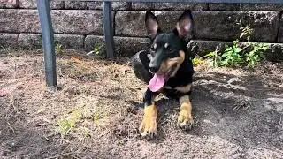 One tired kelpie