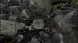 Sławomir i Tomasz Łosowscy - 