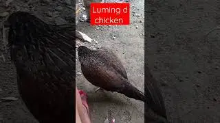 My Pet chicken #reels #pets #chicken #satisfying