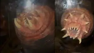 Most DISTURBING Encounters Caught on Camera