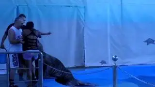 Бенедикт   морж проказник