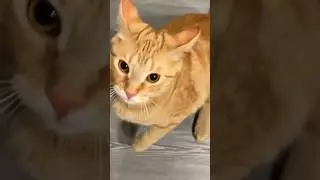 cat 4 #shorts #cat #trending #рекомендации #подпишись #funny