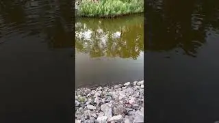 Выплыла огромная рыба 😮
