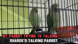 My Parrots Trying To Talking | Talking Parrot | Bolne Wala Tota | Mithu | The Talking Parrot | Birds