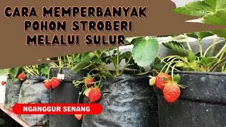 Memperbayak pohon Stroberi || Pohon Stroberi jadi banyak