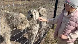Девочка встретилась с волками🐺 соболь, кабаны и любимый котик .
