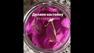 Делаем настойку бугенвиллии