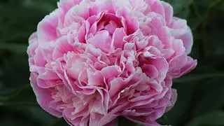 Пион Светлана Удинцева / Peony Svetlana Udintseva.