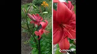 Кусочек лета 🥀,радует  и манит нас 🥀😃