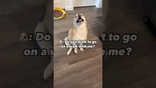 Do You Want To Go On A Walk With Me? 🦮🐾 Pomsky Dog Ocean #shorts #youtubeshorts #doglovers