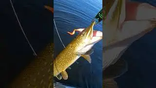 Чуть не ушла пятнистая 😂 @JerkFan