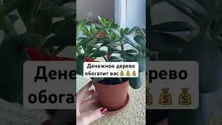 Секреты денежного дерева, о которых вы не знали🪻🌸🌺 🪻🌸🌺