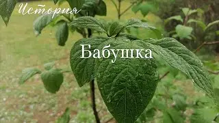 История. Бабушка