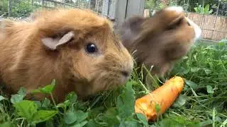 Trio Of Guinea Pigs Have A Snackventure
