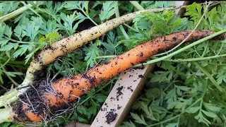 Picking Carrots and Saving Seeds in January! Satisfying Crunchies