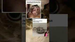 #мемы 🤣